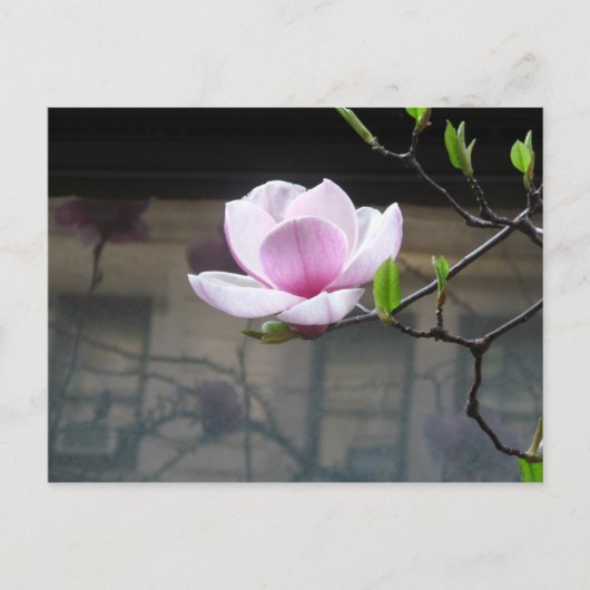 MAGNOLIA POSTCARD POSTKARTE (Vorderseite)
