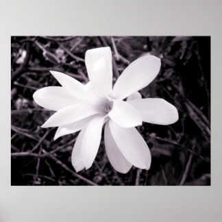 Magnolia Poster