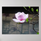 MAGNOLIA POSTER (Vorne)