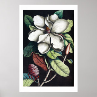 Magnolia-Poster Poster