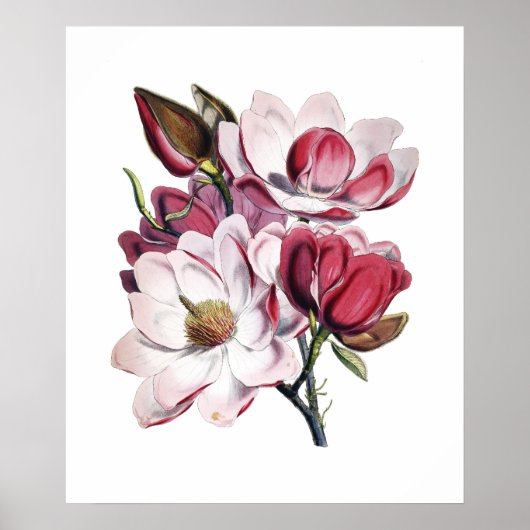 Magnolia-Poster Poster (Vorne)