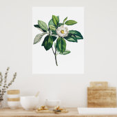 Magnolia-Poster Poster (Küche)