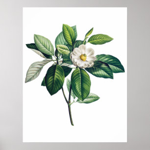 Magnolia-Poster Poster