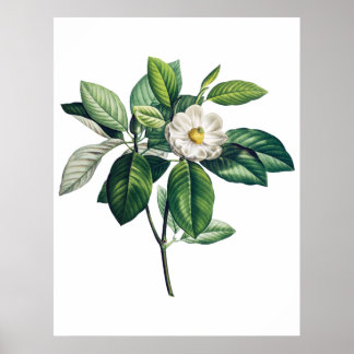 Magnolia-Poster Poster