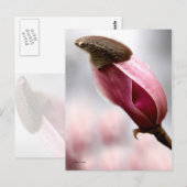 Magnolia Postkarte (Vorne/Hinten)