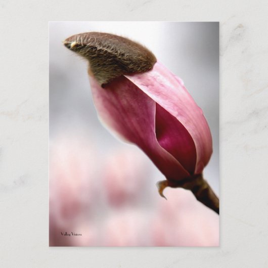 Magnolia Postkarte (Vorderseite)