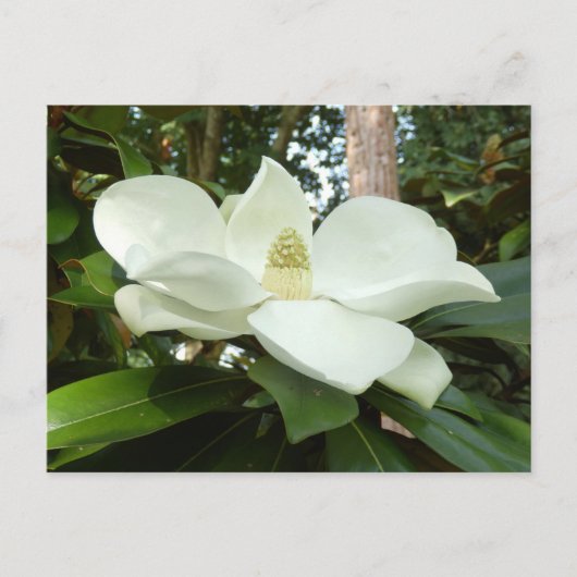 Magnolia Postkarte (Vorderseite)