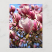 Magnolia Postkarte (Vorderseite)