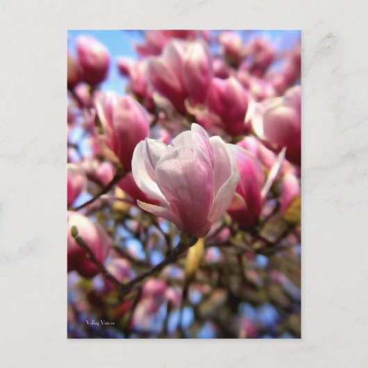 Magnolia Postkarte (Vorderseite)