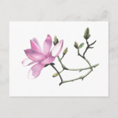 Magnolia Postkarte (Vorderseite)