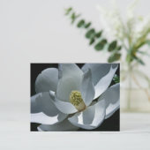 Magnolia - Postkarte (Stehend Vorderseite)