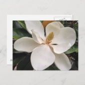 Magnolia Postkarte (Vorne/Hinten)