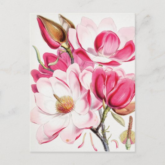 Magnolia Postkarte (Vorderseite)