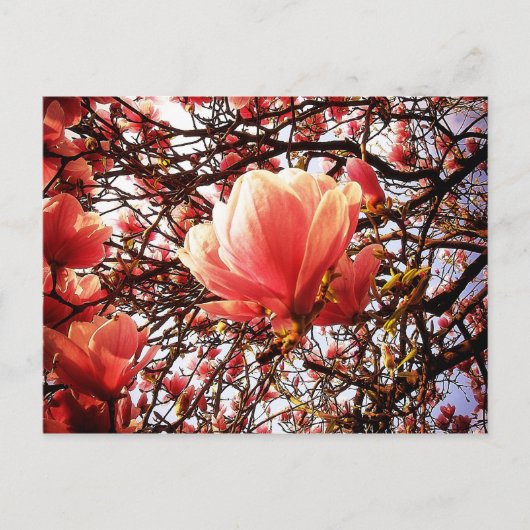 Magnolia Postkarte (Vorderseite)