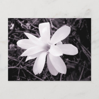 Magnolia Postkarte