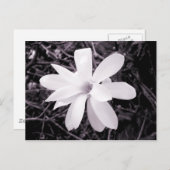 Magnolia Postkarte (Vorne/Hinten)
