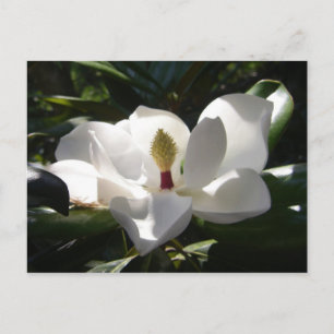 Magnolia Postkarten Blume Baum Magnolias Foto
