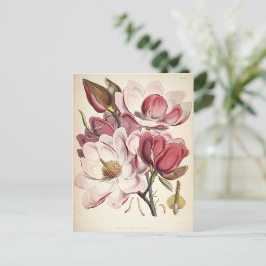Magnolia - Sammlung Botanicals Postkarte (Stehend Vorderseite)