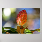 Magnolia Seed Pod Herbst Poster (Vorne)