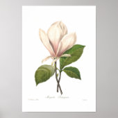 Magnolia seulangiana poster (Vorne)