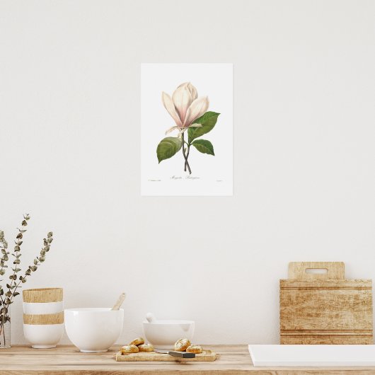 Magnolia seulangiana poster (Küche)