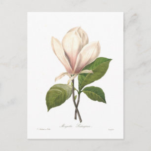 Magnolia soulangiana postkarte