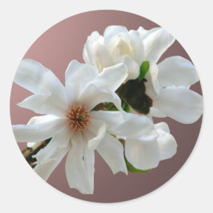 Magnolia Stellata Umschlag Aufkleber Sticker