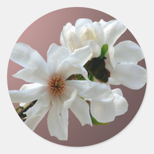 Magnolia Stellata Umschlag Aufkleber Sticker (Vorderseite)