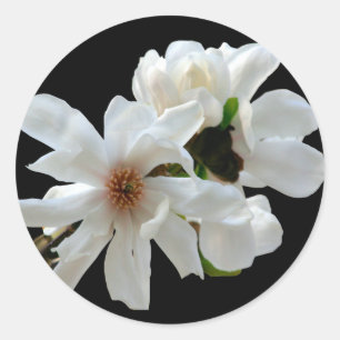 Magnolia Stellata Umschlag Aufkleber Sticker