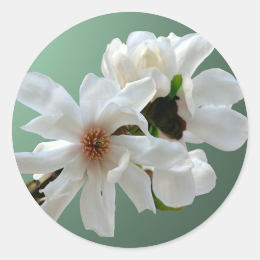 Magnolia Stellata Umschlag Aufkleber Sticker (Vorderseite)