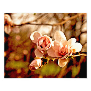 Magnolia-Stimmung in Rosa Fotodruck