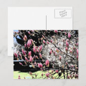 Magnolia Sumi Postkarte (Vorne/Hinten)