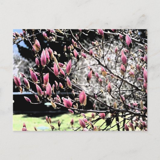 Magnolia Sumi Postkarte (Vorderseite)