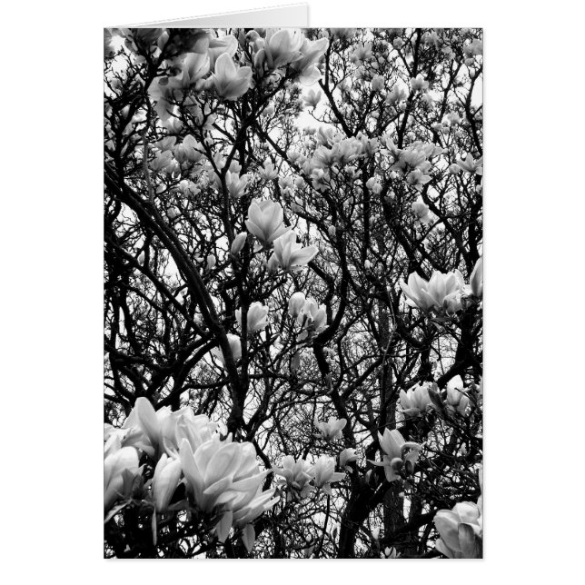 Magnolia Tree (Vorne)
