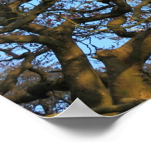 Magnolia Tree Branches Poster (Ecke)