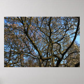 Magnolia Tree Branches Poster