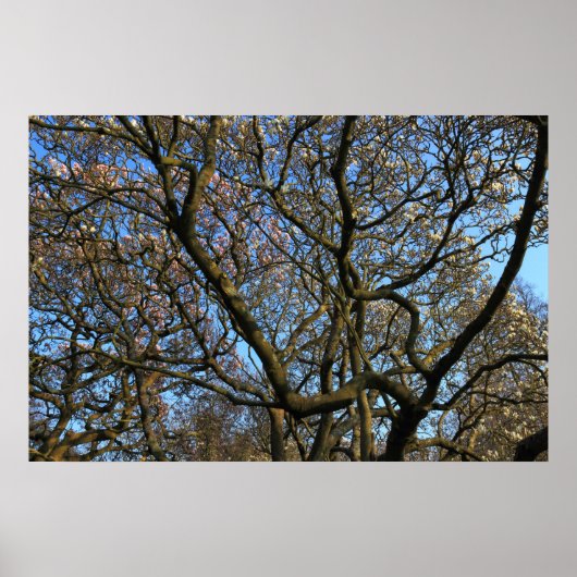 Magnolia Tree Branches Poster (Vorne)