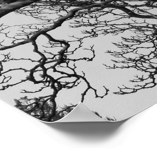 Magnolia Tree Branches Poster (Ecke)