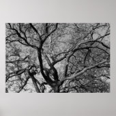 Magnolia Tree Branches Poster (Vorne)