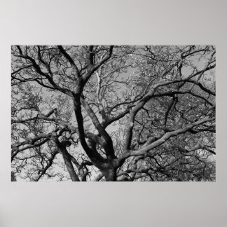 Magnolia Tree Branches Poster