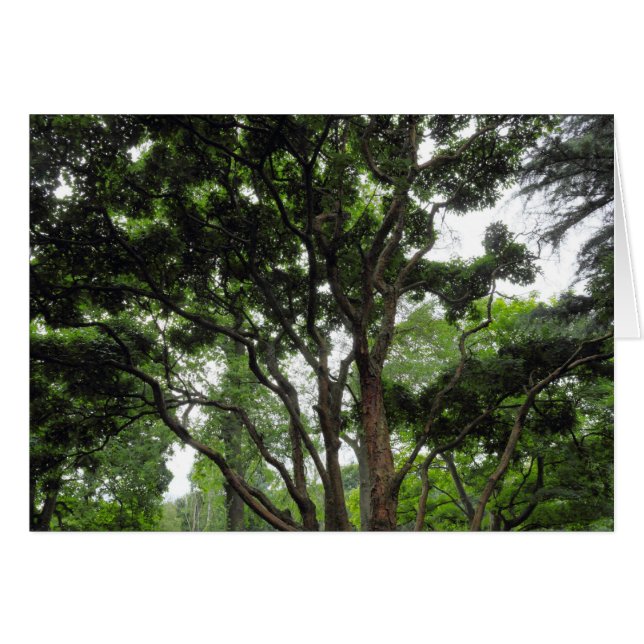 Magnolia Tree im Sommer (Vorderseite (Horizontal))