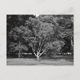 Magnolia Tree im Sommer BW Postkarte