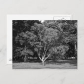 Magnolia Tree im Sommer BW Postkarte (Vorne/Hinten)