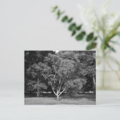 Magnolia Tree im Sommer BW Postkarte (Stehend Vorderseite)