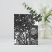 Magnolia Tree im Sommer BW Postkarte (Stehend Vorderseite)