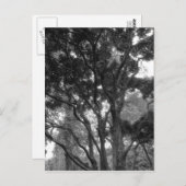 Magnolia Tree im Sommer BW Postkarte (Vorne/Hinten)