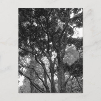 Magnolia Tree im Sommer BW Postkarte