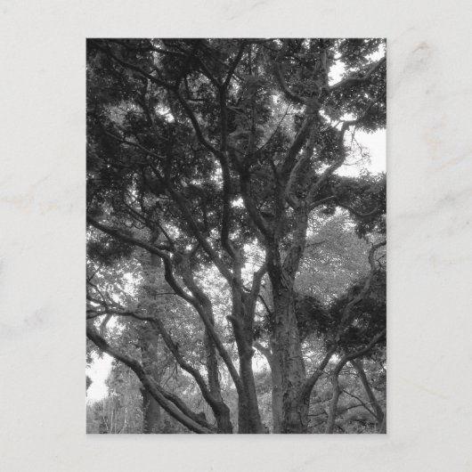 Magnolia Tree im Sommer BW Postkarte (Vorderseite)