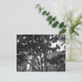 Magnolia Tree im Sommer BW Postkarte (Stehend Vorderseite)