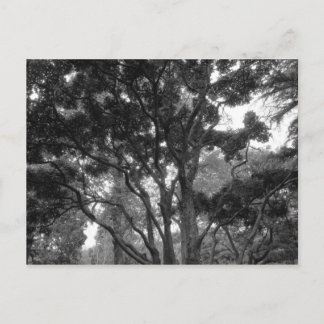 Magnolia Tree im Sommer BW Postkarte